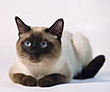Лучший тайский кот 2009 - Аристократ