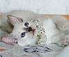 Лучший тайский котенок 2009 - Белоснежка Мусипуси