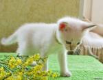 Одарённый котёнок по имени Моцарт