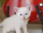 Одарённый котёнок по имени Моцарт