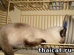 тайский котенок
