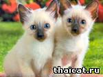 Обои с тайскими кошками