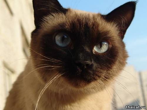 скачать фотообои, обои на рабочий стол, с тайскими кошками