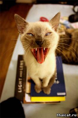 Уже пора учиться!