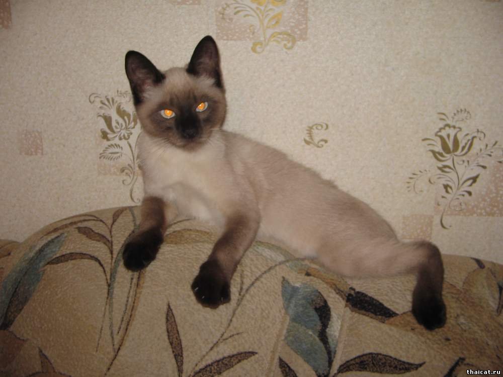 Thai cat (59 photos): description of the nature of the cats of the Thai breed. C