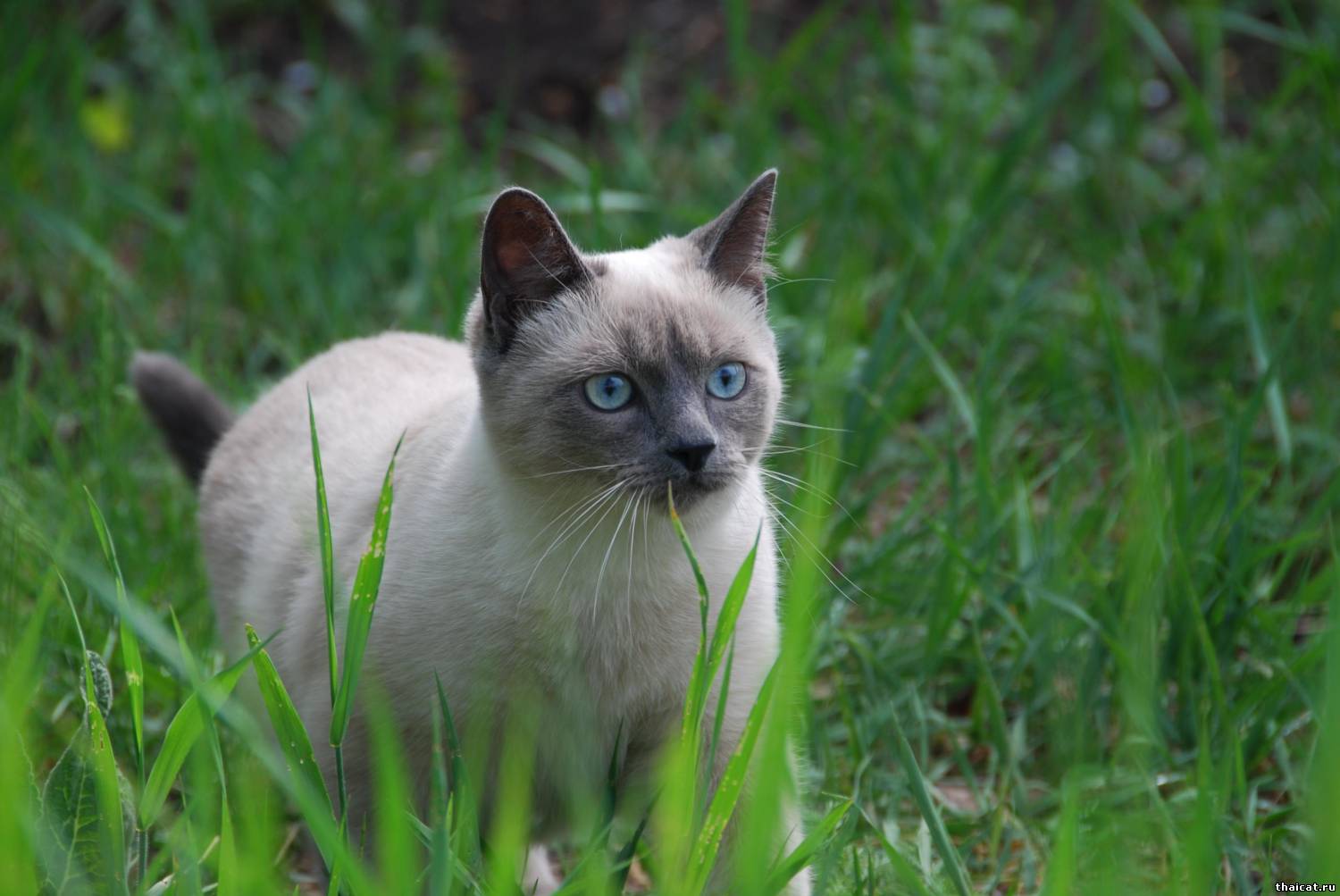 Тайский кот