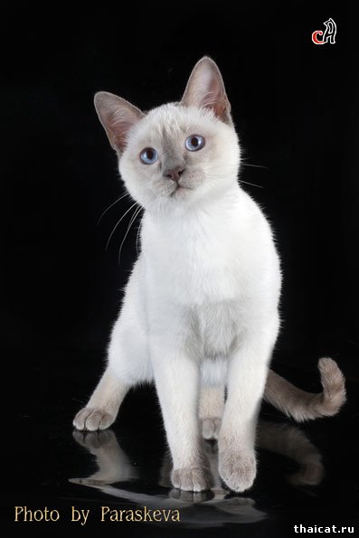 тайская кошка окраса лилак-пойнт
