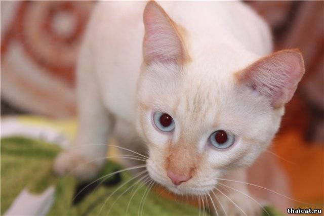 Flame Point Siamese Cat by Amy Cicconi Siamese cats, Cute cats, Beautiful cats