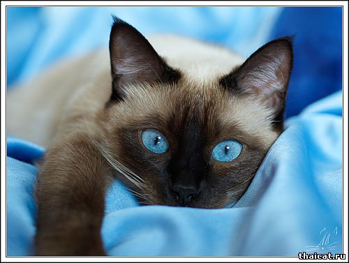 Лучшая тайская кошка 2009 175516795