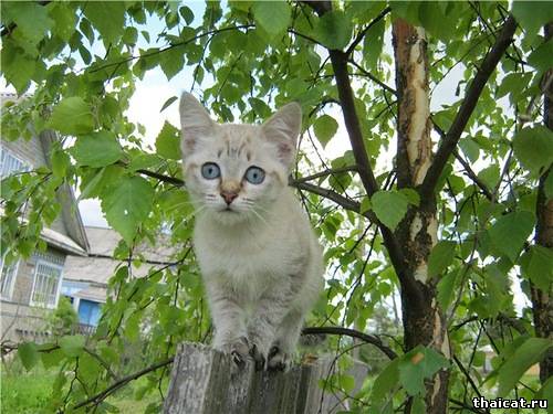 Фотоконкурс Тайские кошки. Из России с любовью. Поздравления!