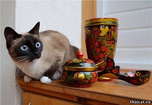 Фотоконкурс Тайские кошки. Из России с любовью. Поздравления!
