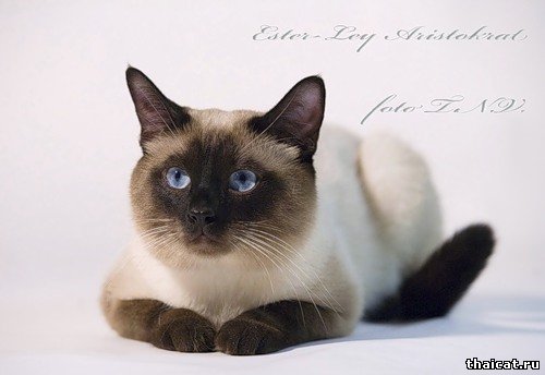 Лучший тайский кот 2009 Лучший тайский кот 2009