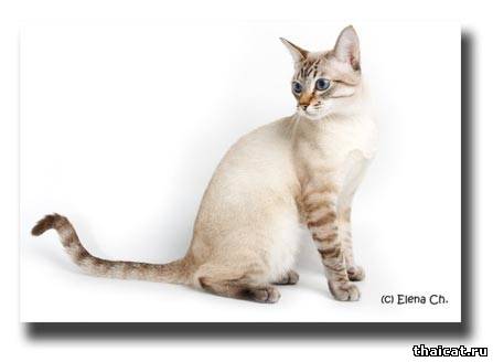 Чулалоке Тайская легенда, окрас сил-тэбби-пойт