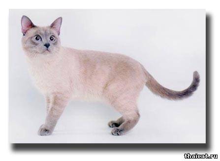 Int.Ch. Максимилиан Тайская легенда, окрас блю-пойнт