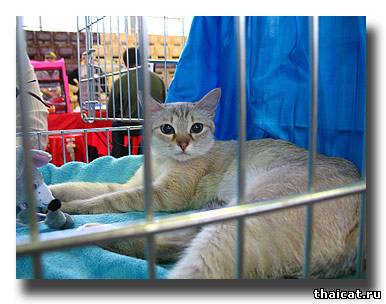 Coquett-Lili of Gordon Kasy