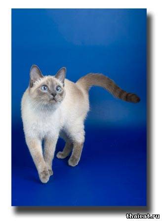 Диорелла Тайская Легенда, окрас блю-пойнт