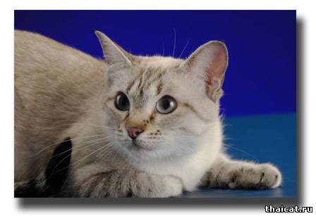 тайская кошка