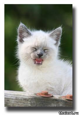 тайский котенок фото