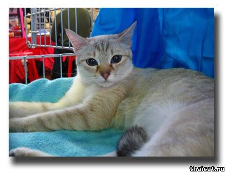 тайская кошка золотого окраса