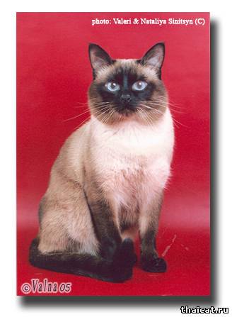 World Ch. Одиссей Тайская легенда, окрас сил-пойнт