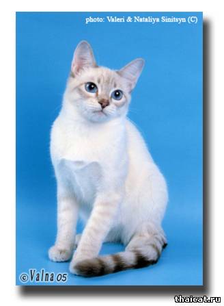 Eur. Ch. Дюка Лунный свет, окрас блю-тэбби пойнт