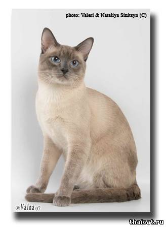 Девараджа Тайская Легенда, окрас блю-пойнт