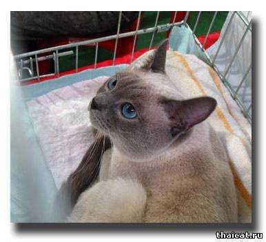 Альтаир Тайская Легенда