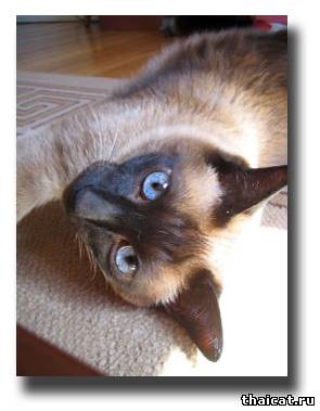 тайская кошка