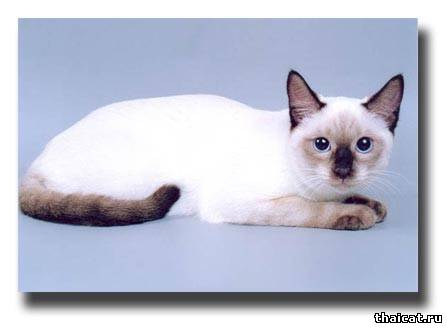 Шеба Тайская легенда, окрас сил-пойнт