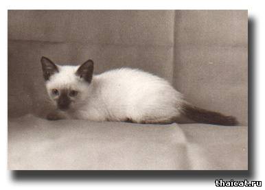 Cюзанна, дочка Симы