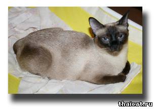 Одетта-Одилия Гамильтон