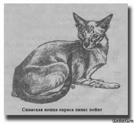 сиамская кошка