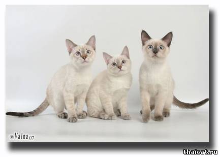 Тайские котята. Питомник тайских кошек Музыка ветра