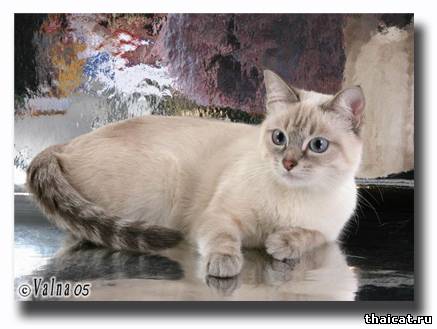 Сатис из Династии Последних Королей