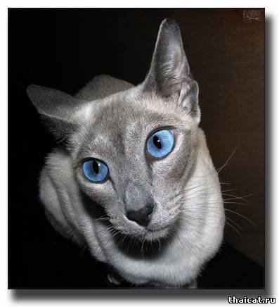 сиамская кошка, окрас блю-пойнт