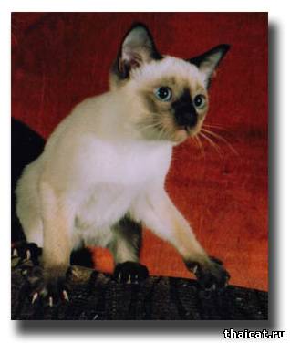 родители Бонапарт и Элис