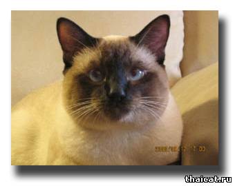 Gr.I.Ch.WCF Стивен Гамильтон