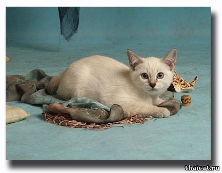 Тайский котенок, питомник Музыка ветра