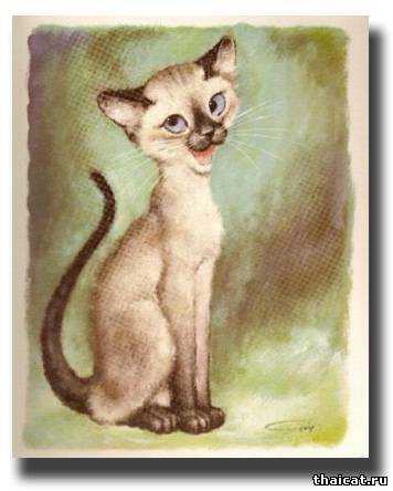 тайская кошка