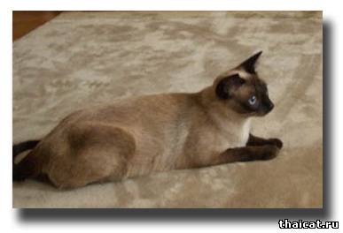 Михаэла Гамильтон