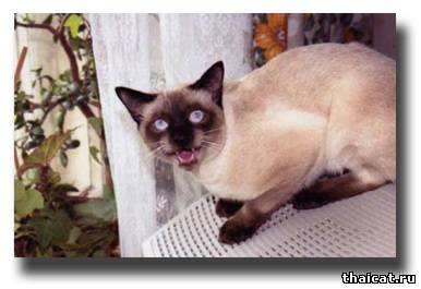 Ch.WCF Бонапарт оф Гамильтон