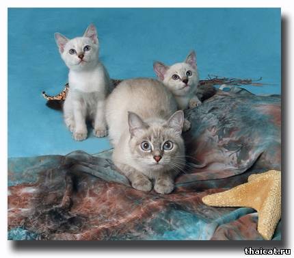 Наш первый помет (5 июня 2006г):