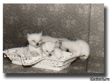 второй помет Симы