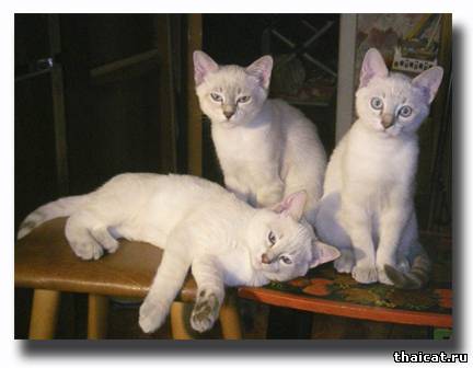 Тайские котята. Питомник тайских кошек Музыка ветра