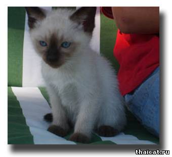 родители Бонапарт и Зена