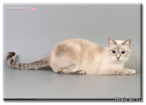 Тайская кошка Сатис из Династии Последних Королей, питомник Музыка Ветра