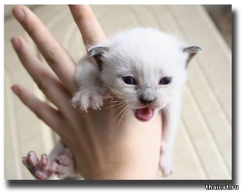 тайский котенок