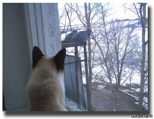 тайская кошка и голуби