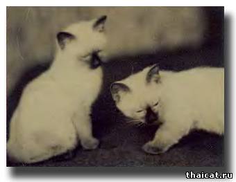 Сиамские кошки Сергея Образцова