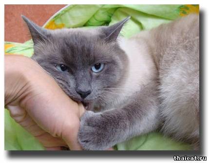 Бася - тайский кот